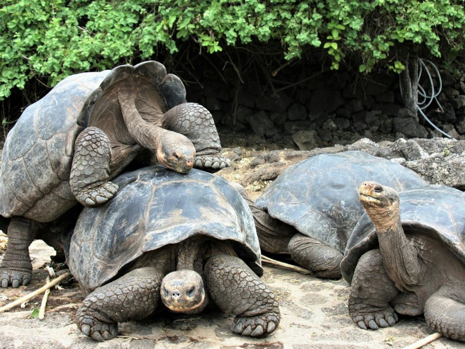 Ecuador Galapagos Islands
